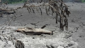 volcándefuego cenizas ganado