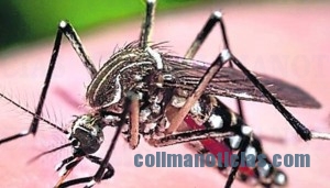CHIKUNGUNYA
