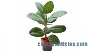 ARBOL DEL CAUCHO
