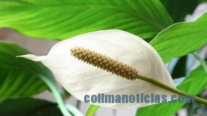 PLANTA FLOR DE LA PAZ