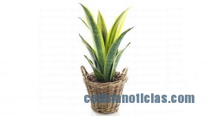 PLANTA LENGUA DE SUEGRA
