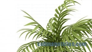 PLANTA PALMA