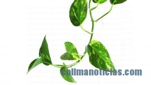 PLANTA POTUS