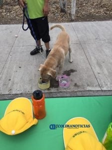Perrotón3