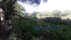 Reportan derribo de árboles2