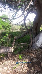 Reportan derribo de árboles3
