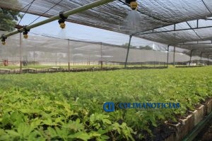 Produce Conafor 2.2 millones de plantas para reforestar Colima2