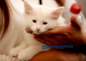 gato