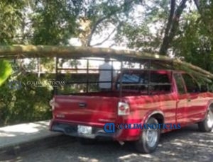 denuncian-destruccion-de-bambu-en-ecoparque2