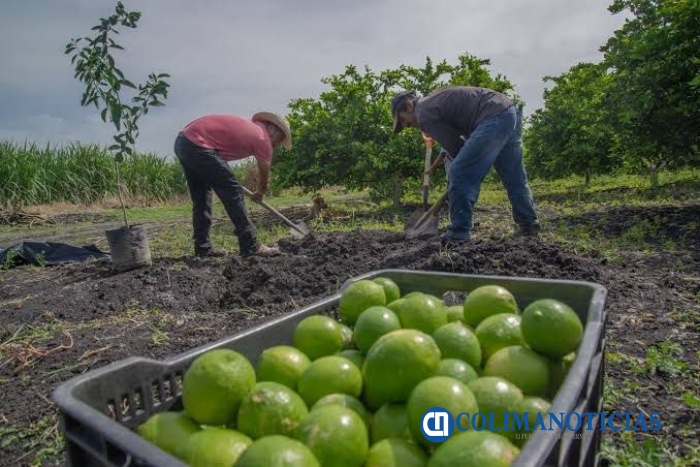 Fortalecerá la Sader acciones fitosanitarias para controlar y prevenir