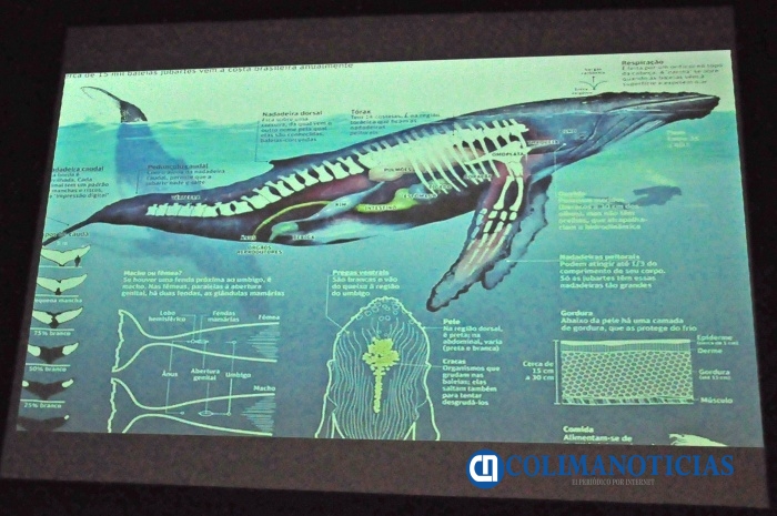 Comparte Investigador Universitario La Fascinante Vida De Una Ballena