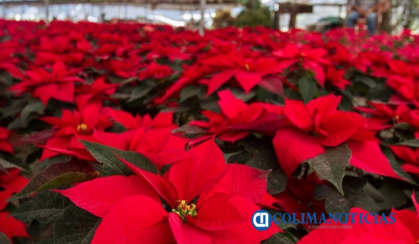 Cuidados de la Nochebuena para que te dure todo el año | Colima Noticias